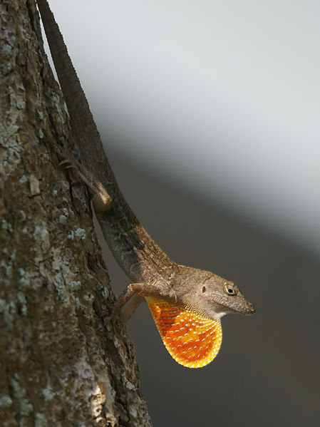 File:449px-Anolis sagrei sagrei (displaying).jpg